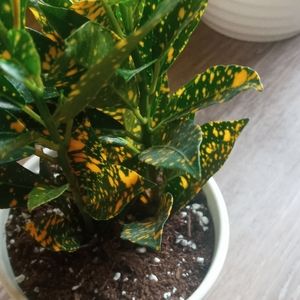 Gold Dust - Aucuba Japonica Plant